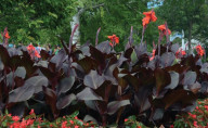 Canna tropicanna black