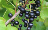 Ribes nigrum 'Blackbells' / Cassissier