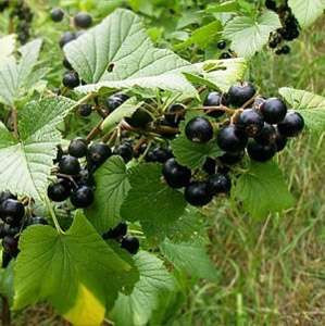 Ribes nigrum 'Géant de Boskoop' / Cassissier