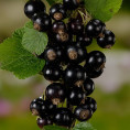 Ribes nigrum 'Titania' / Cassissier