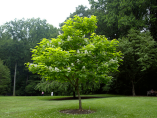 Catalpa bignonioides / Catalpa commun