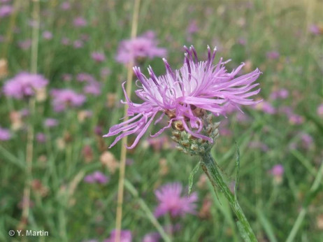 Centaurea jacea timbalii / Centaurée de Timbal