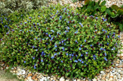 Ceratostigma willmottianum / Plumbago de Willmott