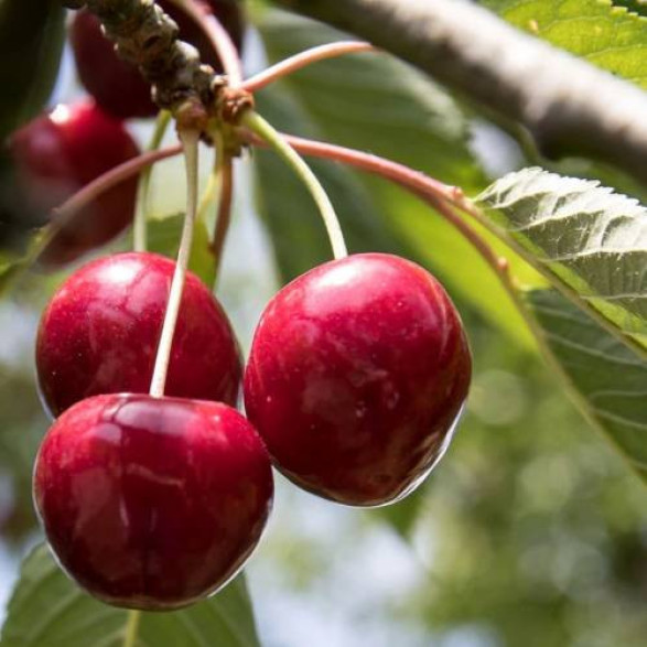 Prunus 'Cherry baby' / Cerisier nain (autofertile)