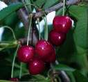 Prunus avium 'Tardif de vignola' / Cerisier bigarreau