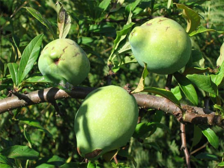 Cognassier de Chine chaenomeles cathayensis