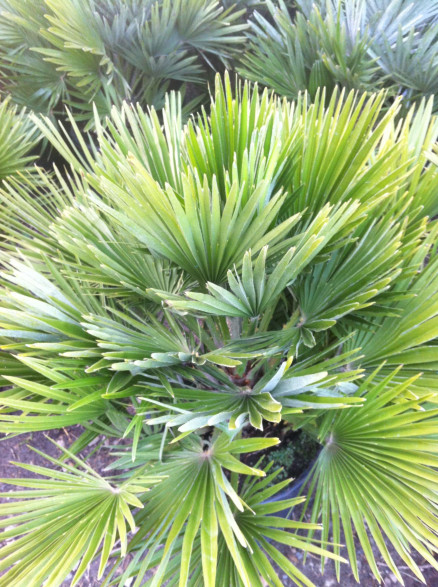 Chamaerops humilis 'Vulcano' / Palmier nain (compact)