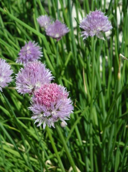 Allium schoenoprasum / Ciboulette commune