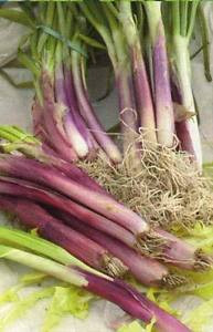 Allium fistulosum / Ciboule rouge