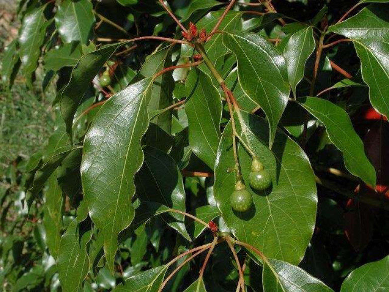 Cinnamomum camphora / Camphrier