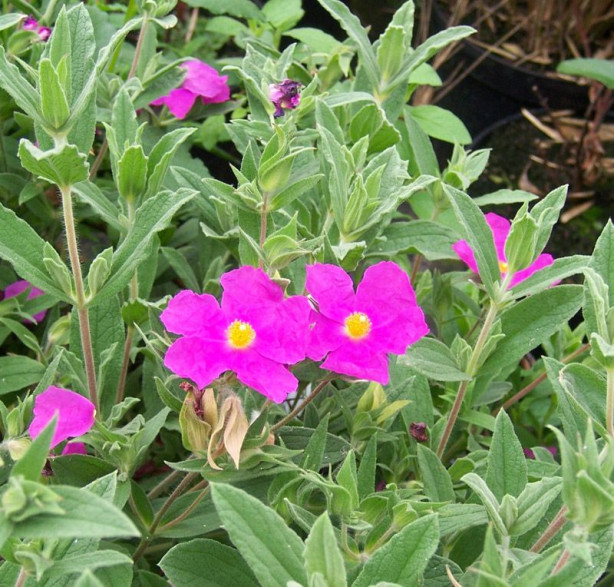 Cistus Pulverulentus 'sunset'