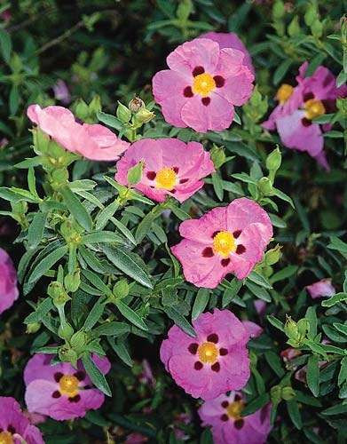 Cistus X 'Purpureus'