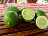 Citrus latifolia Bearss / Citronnier vert lime de Tahiti