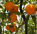 Citrus reticulata 'Keraji'  /Mandarinier japonais greffé poncirus