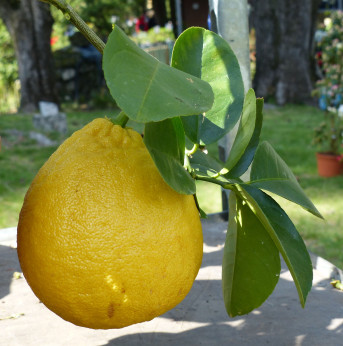 Citrus limon × Citrus paradisi 'Lipo' / Citronnier