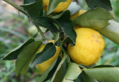 Citrus juno 'Yuzu N°3' / Citronnier Japonais