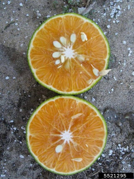 Citrus x tangor 'Murcott' / Mandarine