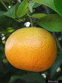 Citrus x tangor 'Murcott' / Mandarine