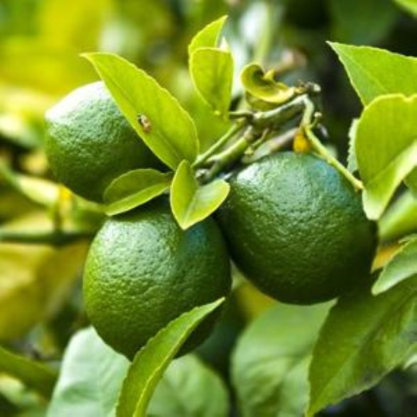 Citrus aurantifolia / Citronnier vert / Citron vert