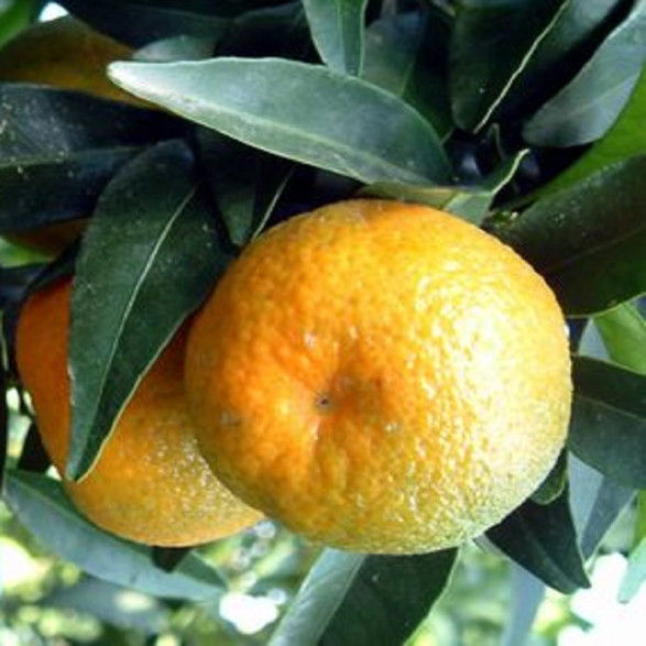 Citrus clementina 'Caffin' / IGP clementine Corse