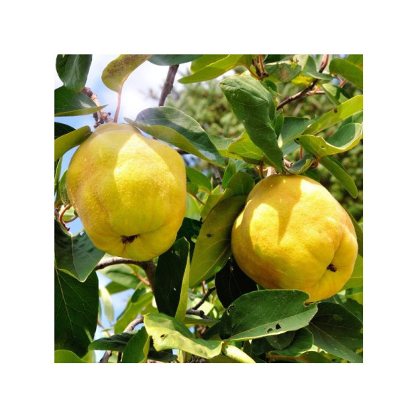 Cydonia oblonga 'Champion' / Cognassier (fruit)