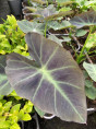 Colocasia coal miner