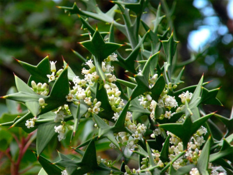 Colletia paradoxa (syn. cruciata)