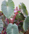 Colocasia esculenta 'Pink china' / Taro / Oreille d'éléphant