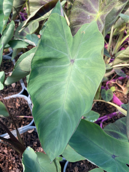 Colocasia esculenta metalica