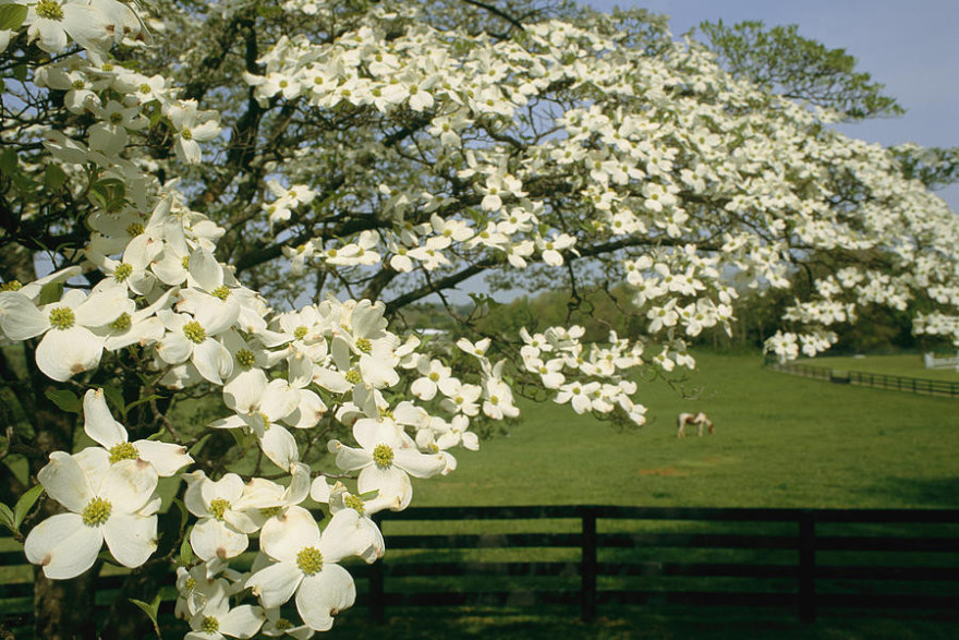 Cornus hongkongensis