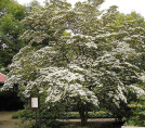 Cornus kousa chinensis / Cornouiller de Chine