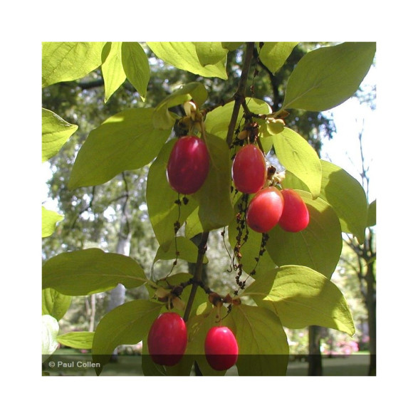 Cornus mas jolico