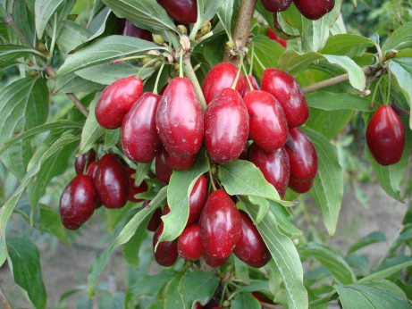 Cornus mas macrocarpa (fruit)