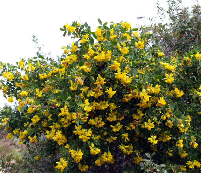 Coronilla emerus / Coronille des jardins