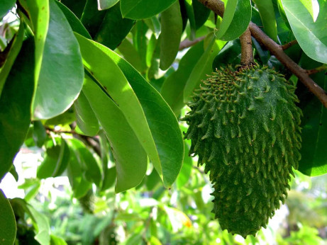 Annona muricata / Corossol / Guanabana