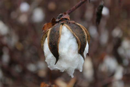 Gossypium barbadense / Cotonnier