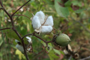 Gossypium barbadense / Cotonnier