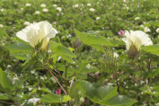 Gossypium barbadense / Cotonnier