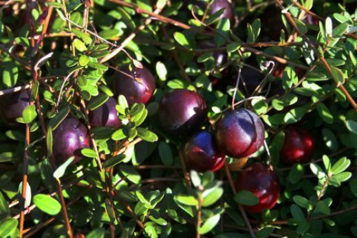 Vaccinium macrocarpon 'Big pearl' / Cranberry / Canneberge