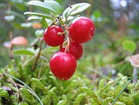 Vaccinium macrocarpon 'Pilgrim' / Cranberry / Canneberge