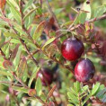 Vaccinium macrocarpon 'Stevens' / Cranberry / Canneberge