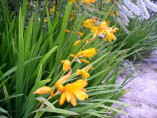 Crocosmia 'George Davidson' ( jaune_orangé) / Montbrétia