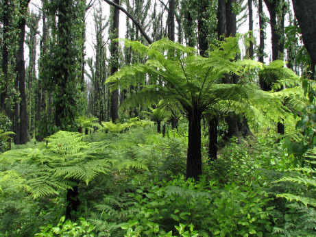 Cyathea australis