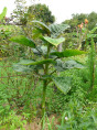 Cyphomendra betacea / Tamarillo / Arbre à tomates (rouge)