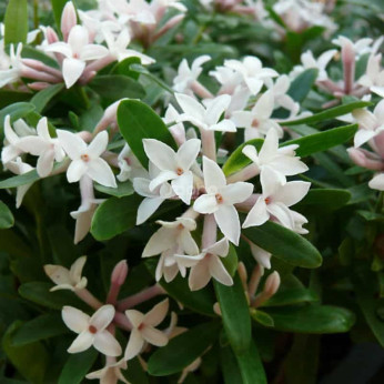 Daphne x transatlantica 'Eternal Fragrance®'