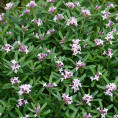 Daphne x transatlantica 'Eternal Fragrance®'