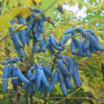 Decaisnea fargesii / Arbre aux haricots bleus