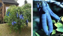 Decaisnea fargesii / Arbre aux haricots bleus