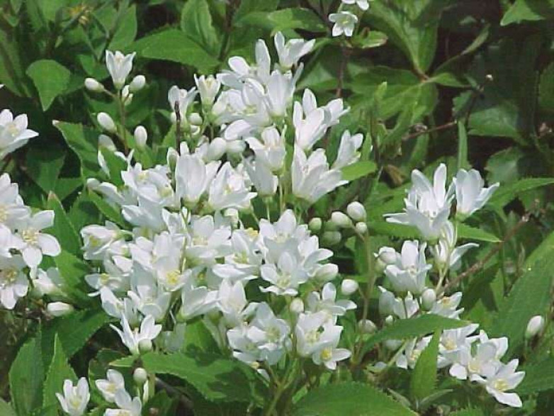 Deutzia crenata 'Nikko'