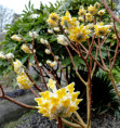 Edgeworthia chrysantha 'Nanjing gold'